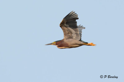 Green Heron