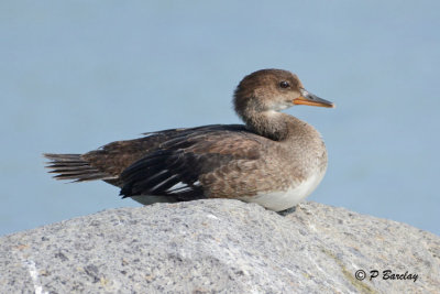 Hooded Merganser (juv): SERIES (3 images)
