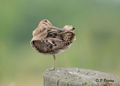Wilson's Snipe: SERIES ( 2 images)
