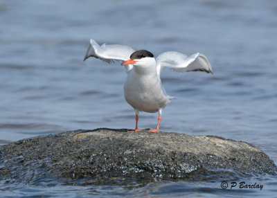 Common Tern: SERIES (2 images)