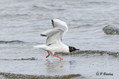 Bonaparte's Gull