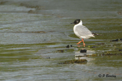 Bonaparte's Gull