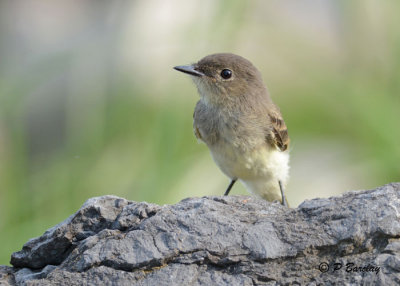 Eastern Phoebe