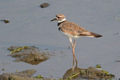 Killdeer
