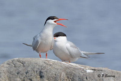 Common Terns
