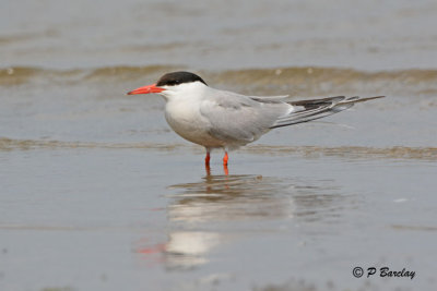 Common Tern
