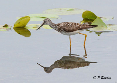 Lesser Yellowlegs