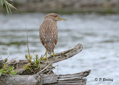 Black-crowned Night-Heron (juv)
