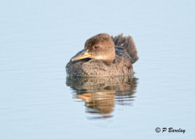 Hooded Merganser (juv)