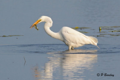 Great Egret