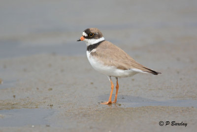 Semipalmated Plover
