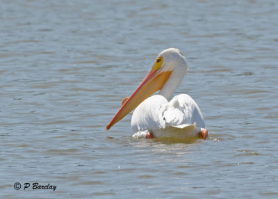 White Pelican:  SERIES (2 images)