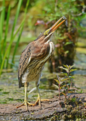 Green Heron (juv)
