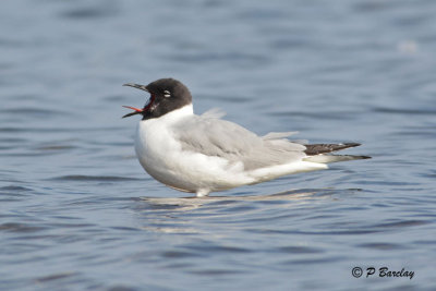 Bonaparte's Gulls: SERIES
