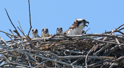 Osprey Family