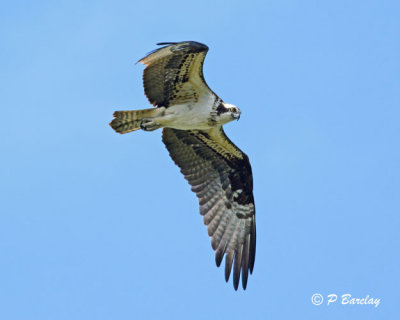Osprey