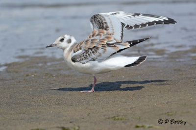 Bonaparte's Gull (juv)