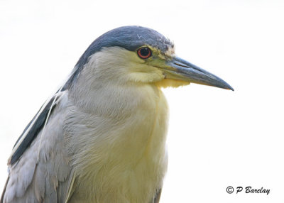 Black-crowned Night-Heron