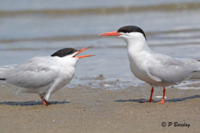 Common Terns