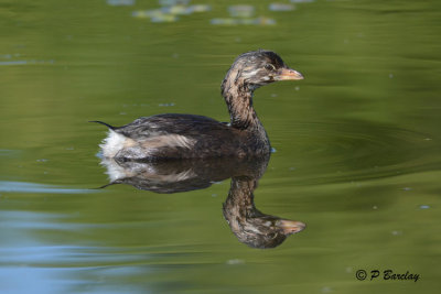 Pied-billed Grebe (juv)