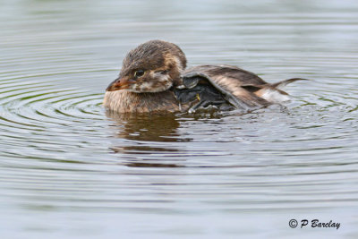 Pied-billed Grebe (juv)