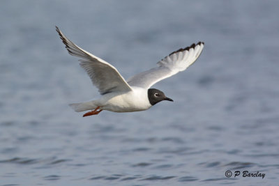 Bonaparte's Gull: SERIES