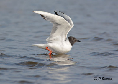 Bonaparte's Gull