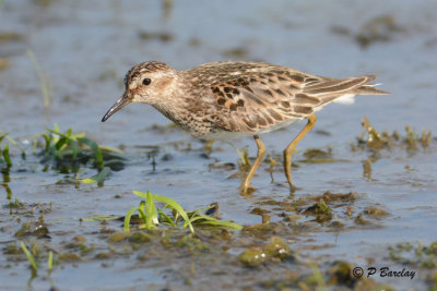 Least Sandpiper