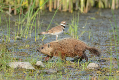 Groundhog