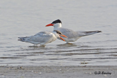 Caspian Terns (juv and adult)