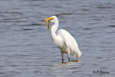 Great Egret