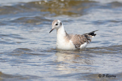 Bonaparte's Gull (juv)