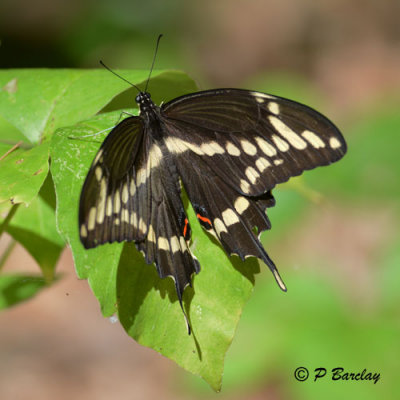 Giant Swallowtail