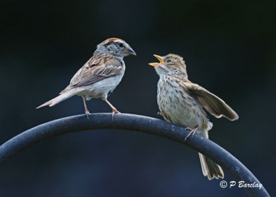Chipping Sparrows