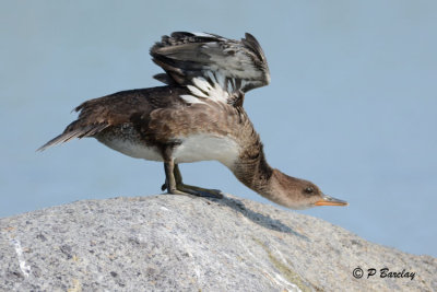 Hooded Merganser (juv): SERIES (3 images)