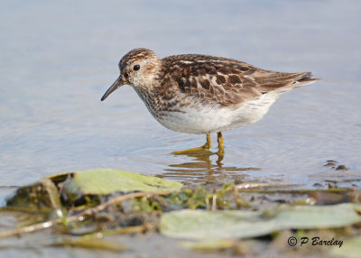 Least Sandpiper