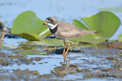 Semipalmated Plover: SERIES (2 images)