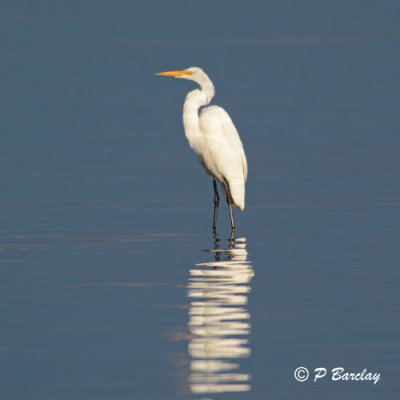 Great Egret