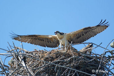 Osprey (juv): SERIES (6 images)