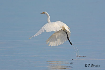 Great Egret