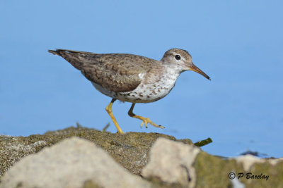 Spotted Sandpiper: SERIES (2 images)
