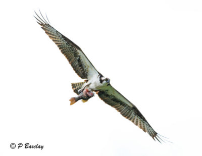 Osprey