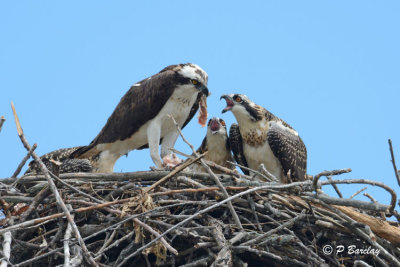 Osprey family