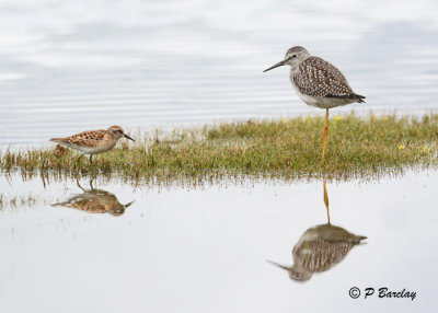 Least Sandpiper & Lesser Yellowlegs
