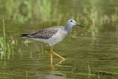 Lesser Yellowlegs