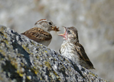 Chipping Sparrows: SERIES (2 images)
