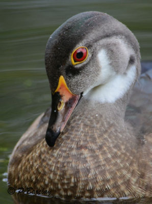 Wood Duck (juv male)
