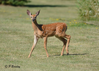 White-tailed Deer: SERIES (3 images)