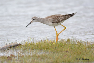 Lesser Yellowlegs