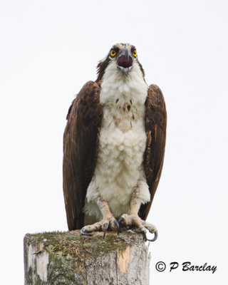 Osprey: SERIES (2 images)